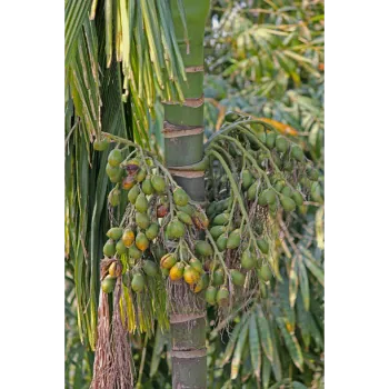 Areca Palm Plant
